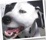 Petey