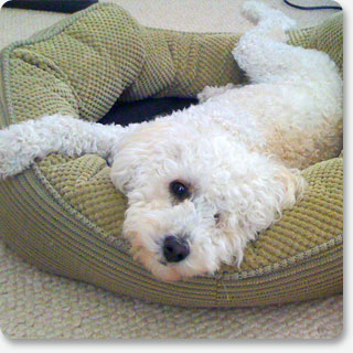 Bronte recovers after surgery