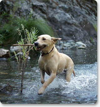 Simba running in a creek